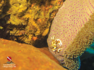 Custom Dive Logs Free Download: Anemone Crab